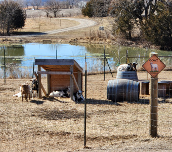 Happy Goats