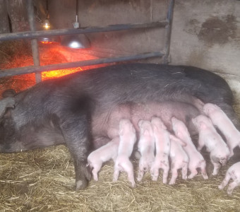 Litter of 9 piglets nursing