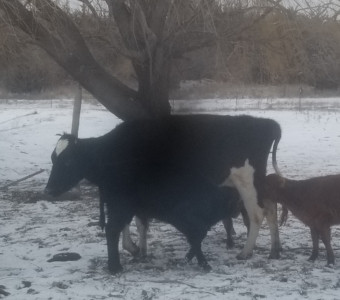 Holstein milk cow & 3 calves