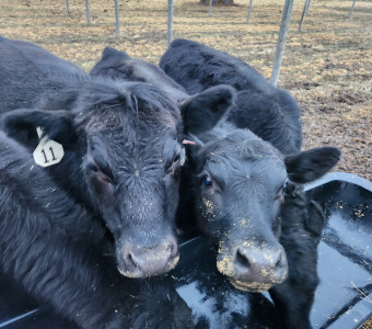 Happy Cows