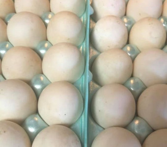 Bluestem Acres Duck Eggs