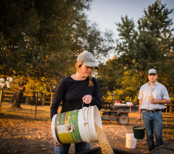 a rancher and female rancher feed cattle on the ranch