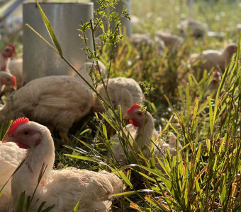 Pastured Poultry