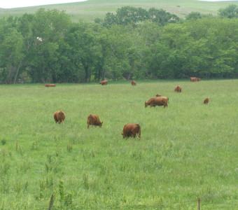 TR Ranch, Alma, KS