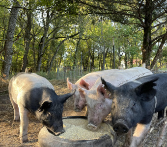 Hogs raised on Woodland Forage
