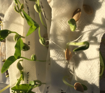 Germination Test of Seeds