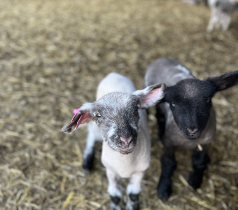 Brunkow Family Lamb