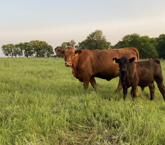 Red cow and black calf stand in grassy green pasture