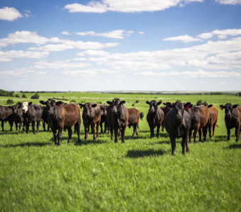 Black Angus Cattle in the Flint Hills of Kansas