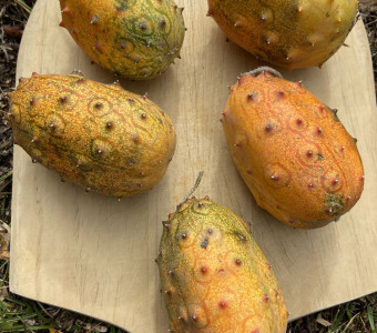 South African Kiwano