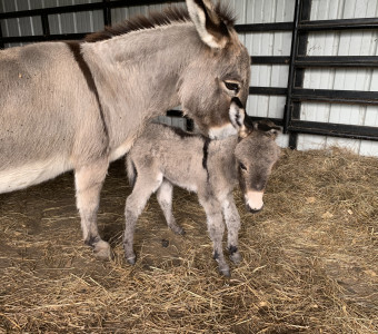 Miniature Donkeys are adorable