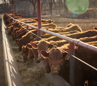 Red Angus Cattle