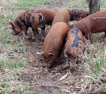 Pastured pork