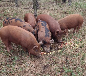 Grazing hogs