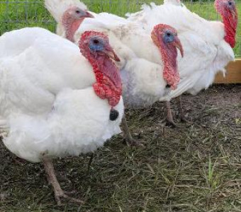 Midget White Turkeys