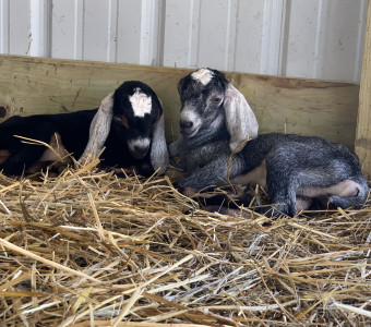 Nubian Baby Goats