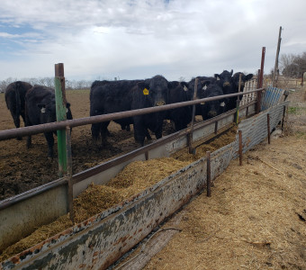 This picture taken March 2023 of our replacement heifers that we raised and selected. It is breeding season for the heifers, so 1 of our bulls is in this picture.