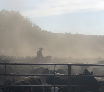 steak, cowboys, ranching, beef, no rattlesnakes, kansas beef