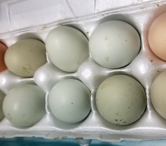 Fresh dozen eggs