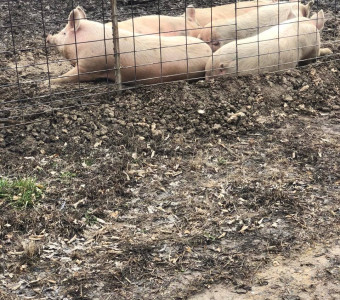 Yorkshire butcher pigs