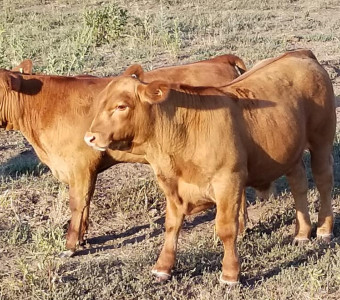 Steers TR Ranch Alma KS