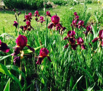 Thousands of different flower varieties, including irises, day lilies, peonies, tulips, and more. 