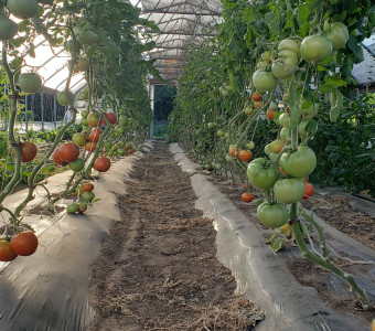 Tomatoes growing in high tunnel