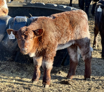 Shorthorn 4H calves