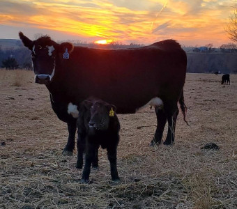 Cow / Calf pair early spring 