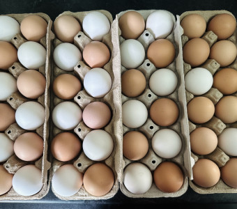 Farm fresh eggs