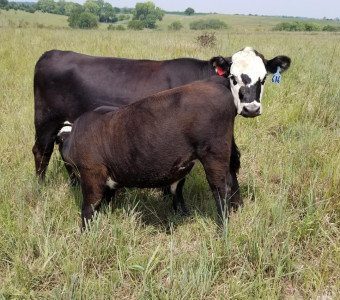 Cow / Calf pair late summer