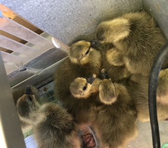 French Toulouse Goslings $20 each - Straight Run