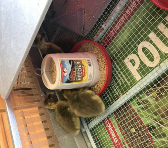 French Toulouse Goslings $20 each - Straight Run