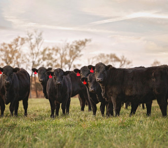 Wigginis Ranch black heifers