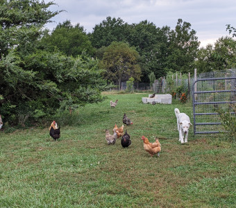 Free range chickens with livestock dogs