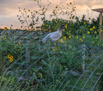 Free range chickens