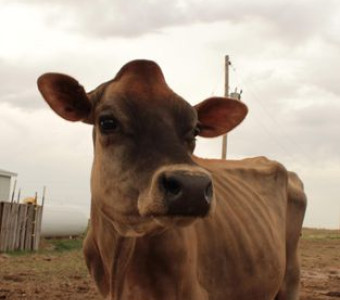 Venus, one of our favorite show cows. 