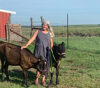 Hand raised Dairy cattle 