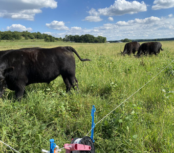 We rotate calves to new pasture each day.