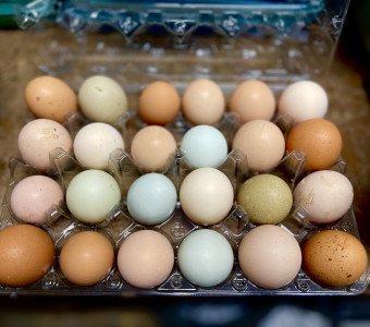 Colorful chicken eggs for hatching or eating 