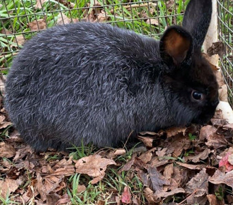 Purebred silver fox rabbit black