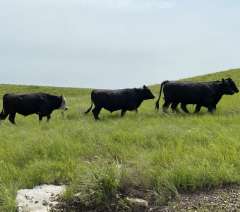 Kansas grown beef for sale