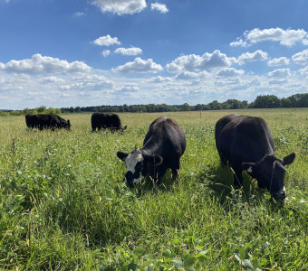 An example of the deversed forage our calves eat.