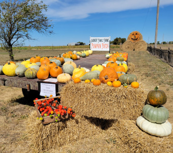 Homegrown pumpkins and fall decorations
