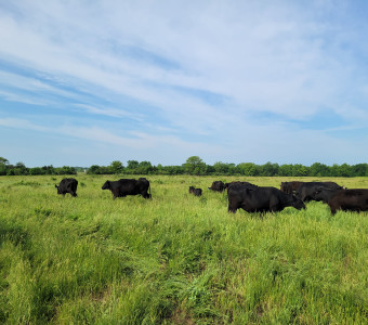 Turning our cows and calves into a new pasture.