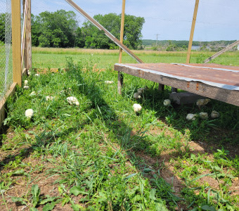 Pasture raised chickens