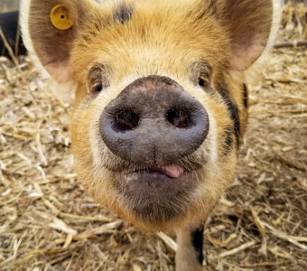 pastured pork