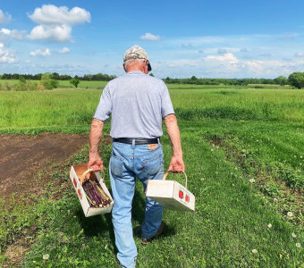 Bob harvesting asparagus