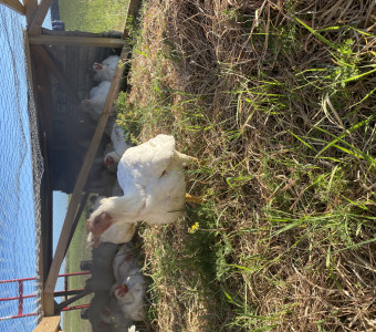 Cornish cross chickens