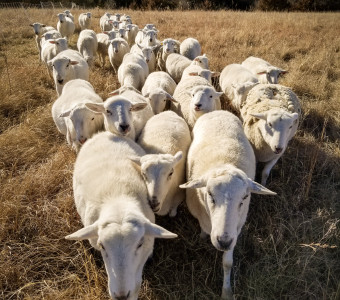 pastured lamb